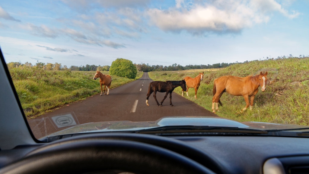 20 - Ile De Pâques (32).jpg